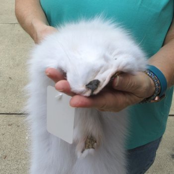 41" Artic Fox Fur Pelt, Tanned Hide 