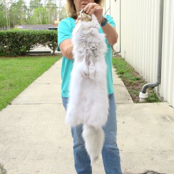 36" Artic Fox Fur Pelt, Tanned Hide 