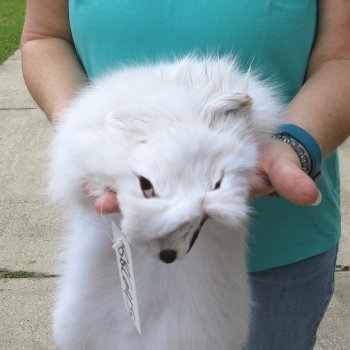 36" Artic Fox Fur Pelt, Tanned Hide 