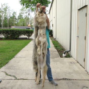 72" Soft Tanned Wolf Pelt (Adult Signature Required)