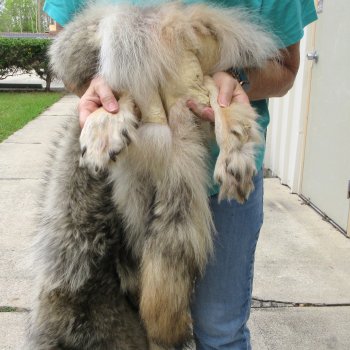 72" Soft Tanned Wolf Pelt (Adult Signature Required)