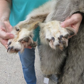 72" Soft Tanned Wolf Pelt (Adult Signature Required)