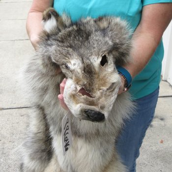 72" Soft Tanned Wolf Pelt (Adult Signature Required)