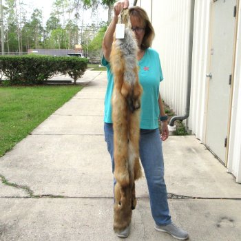 50" Red Fox Fur Pelt, Tanned Hide 