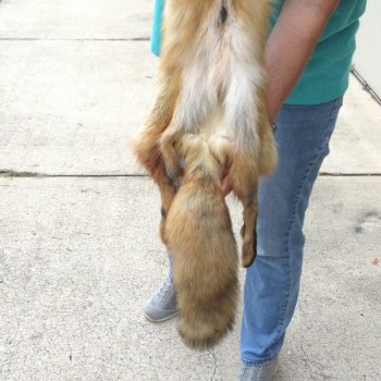 50" Red Fox Fur Pelt, Tanned Hide 