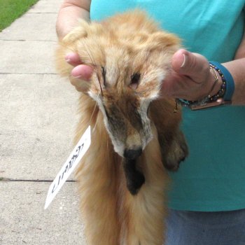 50" Red Fox Fur Pelt, Tanned Hide 