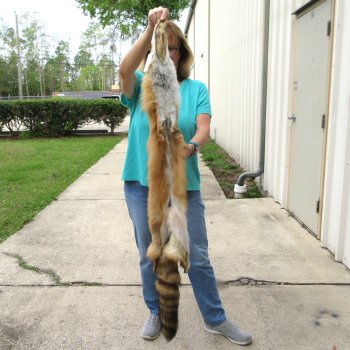 54" Red Fox Fur Pelt, Tanned Hide 