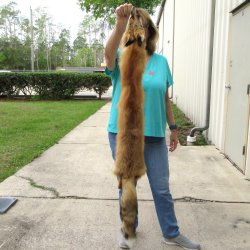 48" Red Fox Fu...