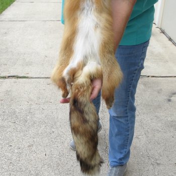 48" Red Fox Fur Pelt, Tanned Hide 