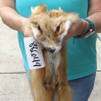 48" Red Fox Fur Pelt, Tanned Hide 
