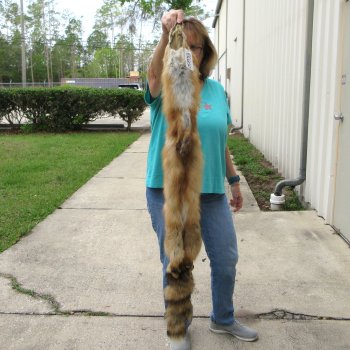 49" Red Fox Fur Pelt, Tanned Hide 