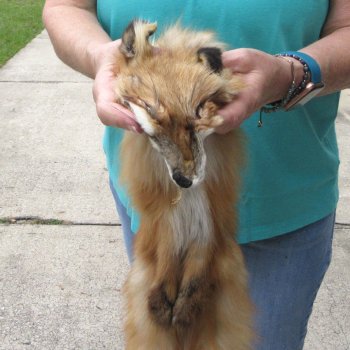 49" Red Fox Fur Pelt, Tanned Hide 