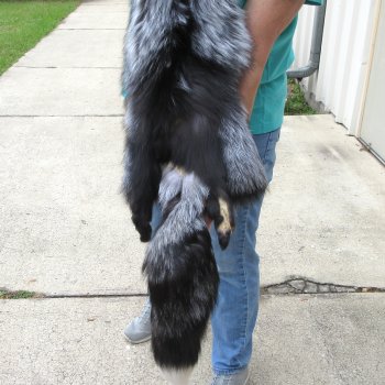 59" Silver Fox Pelt, Tanned Hide