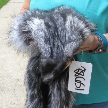 59" Silver Fox Pelt, Tanned Hide
