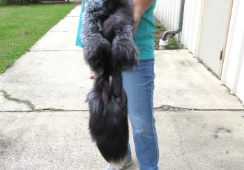 59" Silver Fox Pelt, Tanned Hide