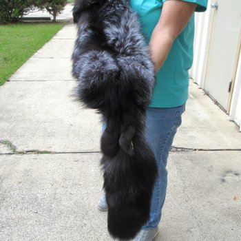 57" Silver Fox Pelt, Tanned Hide