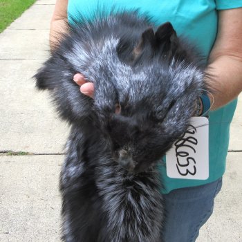 57" Silver Fox Pelt, Tanned Hide