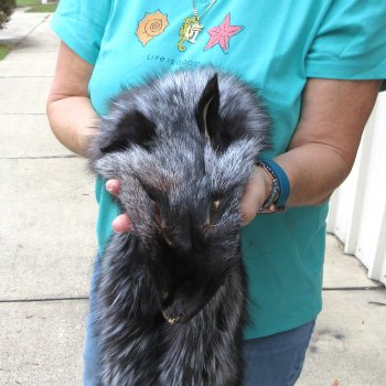 57" Silver Fox Pelt, Tanned Hide