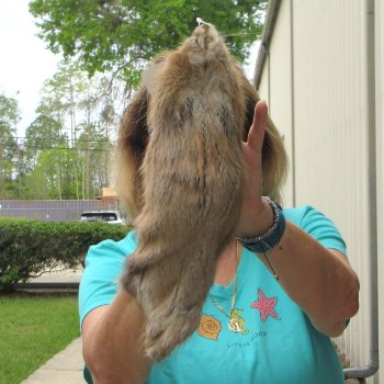 14" Muskrat Fur Pelt, Tanned Hide