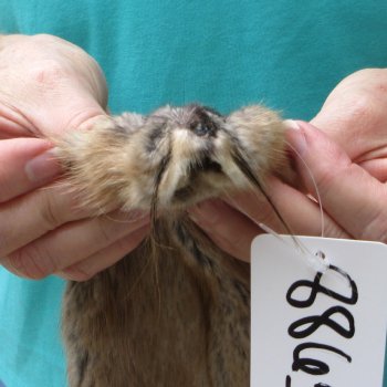 14" Muskrat Fur Pelt, Tanned Hide