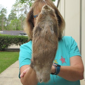 13-3/4" Muskrat Fur Pelt, Tanned Hide