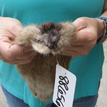 13-3/4" Muskrat Fur Pelt, Tanned Hide
