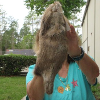 14" Muskrat Fur Pelt, Tanned Hide