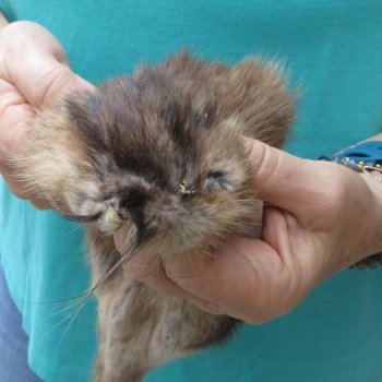 14" Muskrat Fur Pelt, Tanned Hide