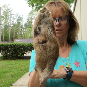 13-1/2" Muskrat Fur Pelt, Tanned Hide
