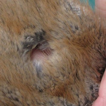 13-1/2" Muskrat Fur Pelt, Tanned Hide