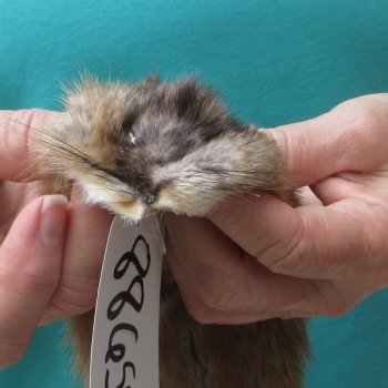 13-1/2" Muskrat Fur Pelt, Tanned Hide
