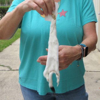12-1/4" Weasel Skin/Pelt