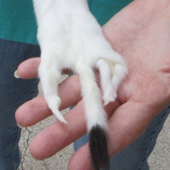 12-1/4" Weasel Skin/Pelt