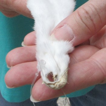 12-1/4" Weasel Skin/Pelt