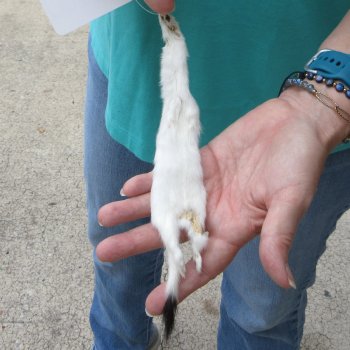 9-1/2" Weasel Skin/Pelt