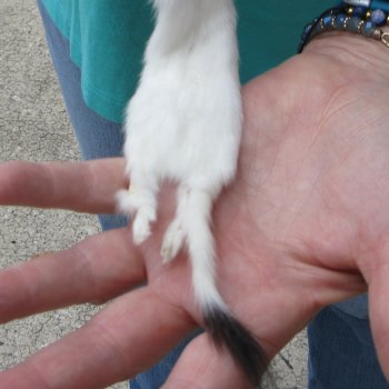 9-1/2" Weasel Skin/Pelt