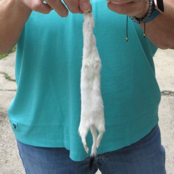 11-1/4" Weasel Skin/Pelt