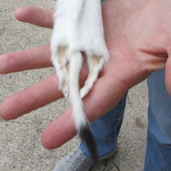 11-1/4" Weasel Skin/Pelt