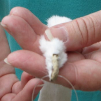 11-1/4" Weasel Skin/Pelt