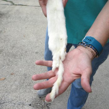 18-1/2" Weasel Skin/Pelt