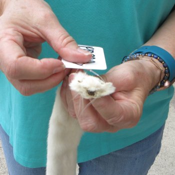 18-1/2" Weasel Skin/Pelt