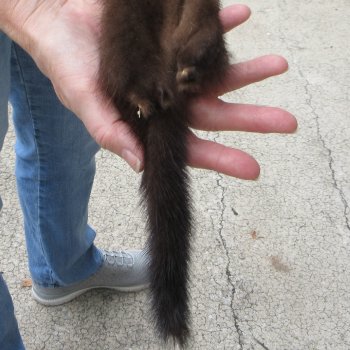 25" Mink Skin/Pelt