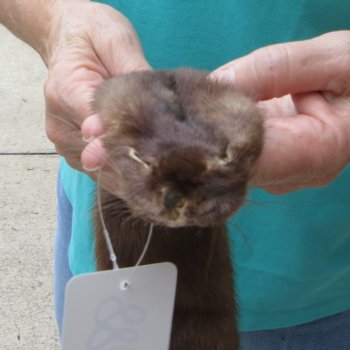 27-1/4" Mink Skin/Pelt