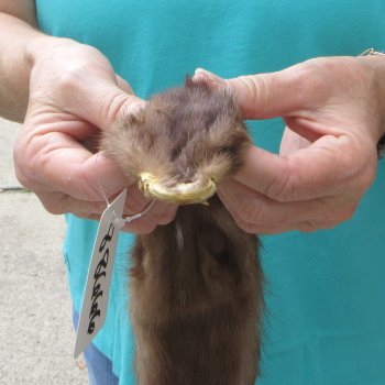 31-1/2" Mink Skin/Pelt