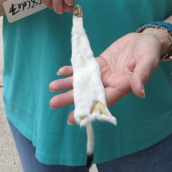 10-1/4" Weasel Skin/Pelt