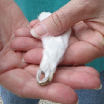10-1/4" Weasel Skin/Pelt