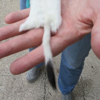 10-1/4" Weasel Skin/Pelt