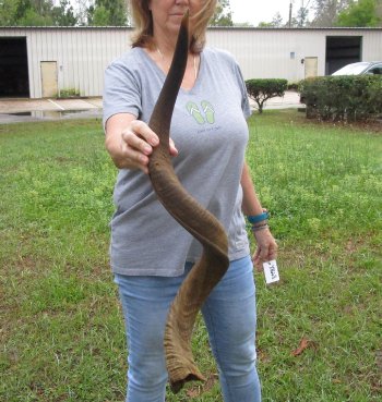 40" Kudu Horn  (NO POST OFFICE (USPS) SHIPPING!!) 