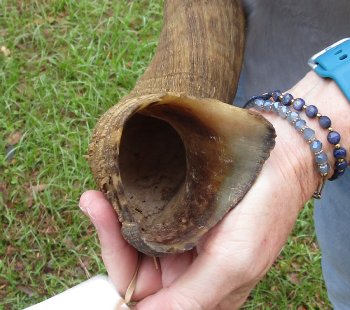 40" Kudu Horn  (NO POST OFFICE (USPS) SHIPPING!!) 