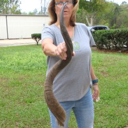 38-3/4" Kudu Horn <font color=red>(NO POST OFFICE (USPS) SHIPPING!!) </font>